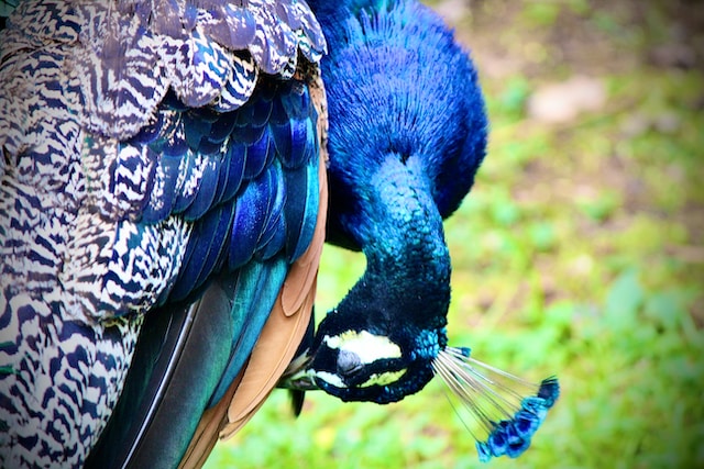 Cape May County Park & Zoo